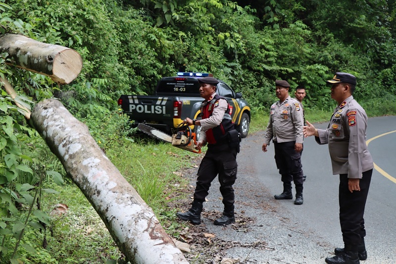 Disela Patroli, Wakapolres Lampung Barat Bersihkan Sisa Pohon Tumbang di Jalur Liwa-Krui
