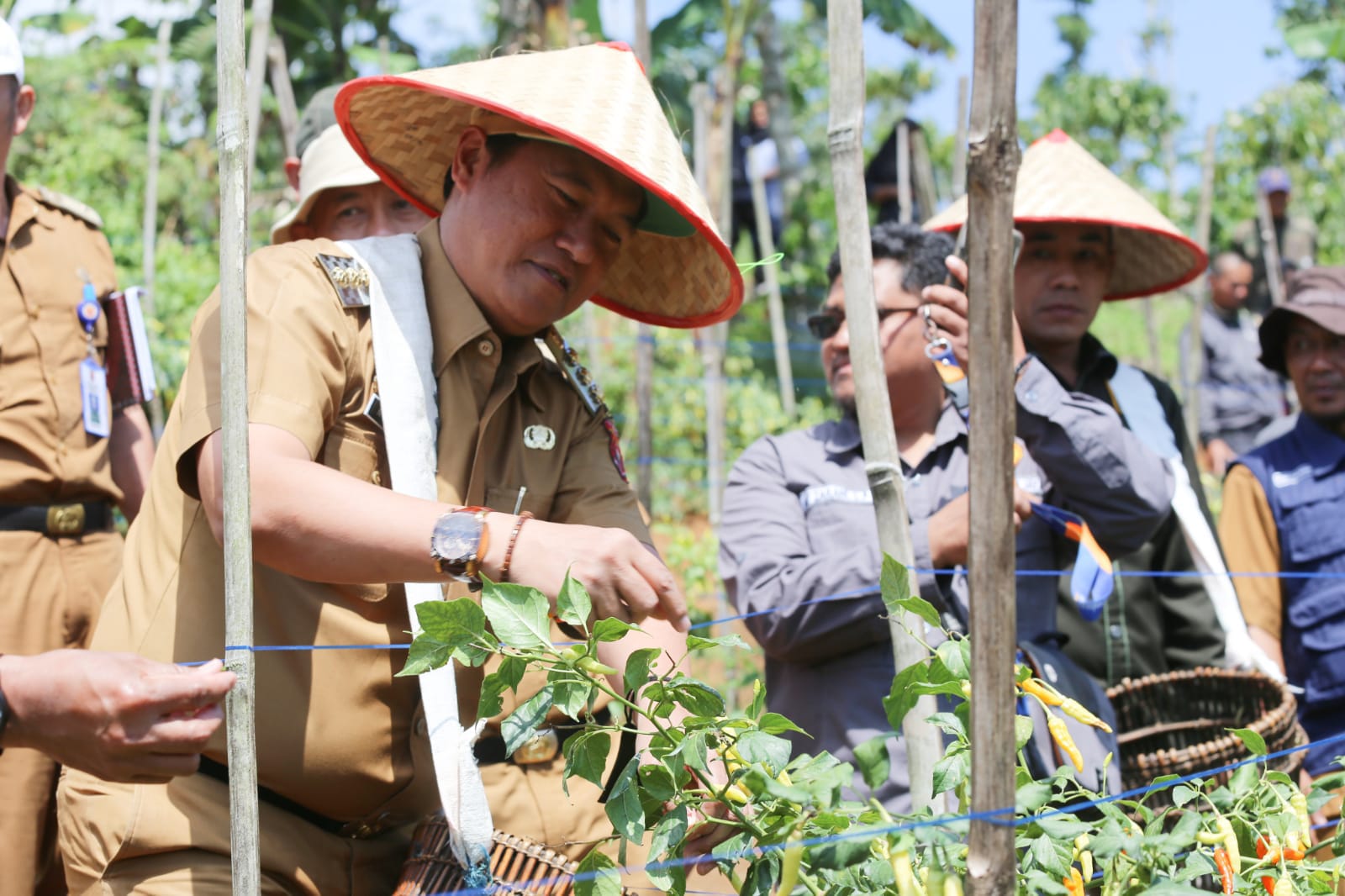 Panen Raya Cabai Bersama Petani, Pj Bupati Lampung Barat Salurkan Bantuan Kepada 31 Poktan