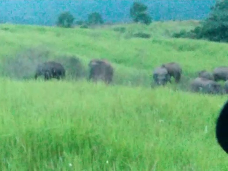 Seolah Ingin Berbaur dengan Manusia, Kawanan Gajah di Suoh Turun ke Jalan