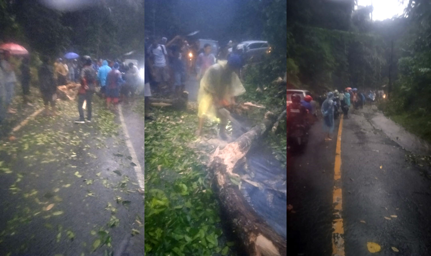 Pohon Tumbang Sempat Tutup Jalan Liwa-Krui