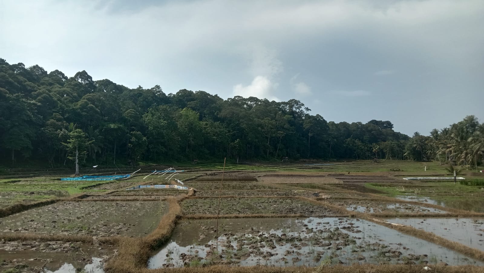 DKPPP Pesbar Dorong Percepatan Tanam, Petani Diminta Optimalkan Lahan Usai Panen