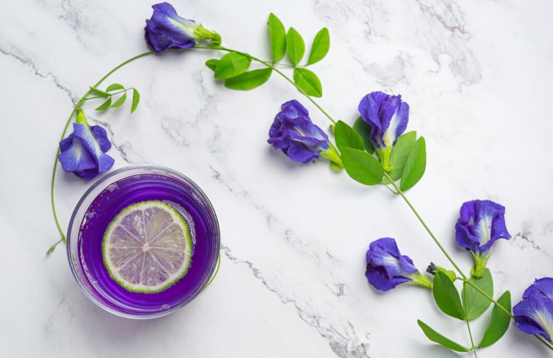 Bunga Telang untuk Kesehatan Mata: Manfaat, Fakta dan Cara Konsumsi