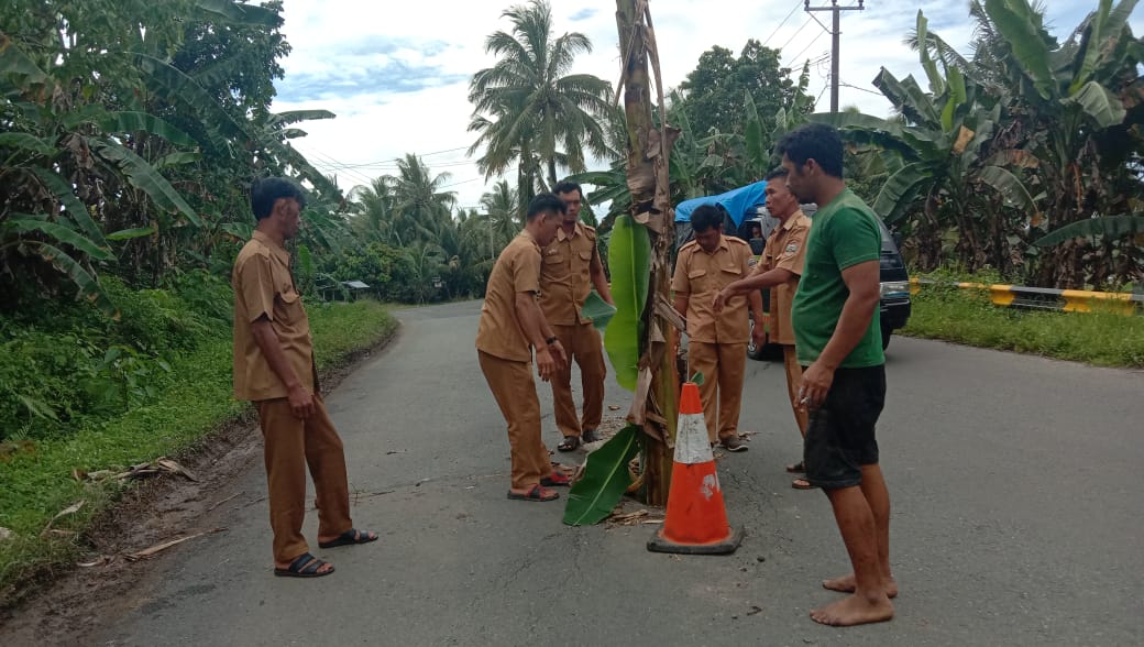 Protes, Aparat Pekon Pelitajaya Tanam Pohon Pisang Ditengah Jalinbar