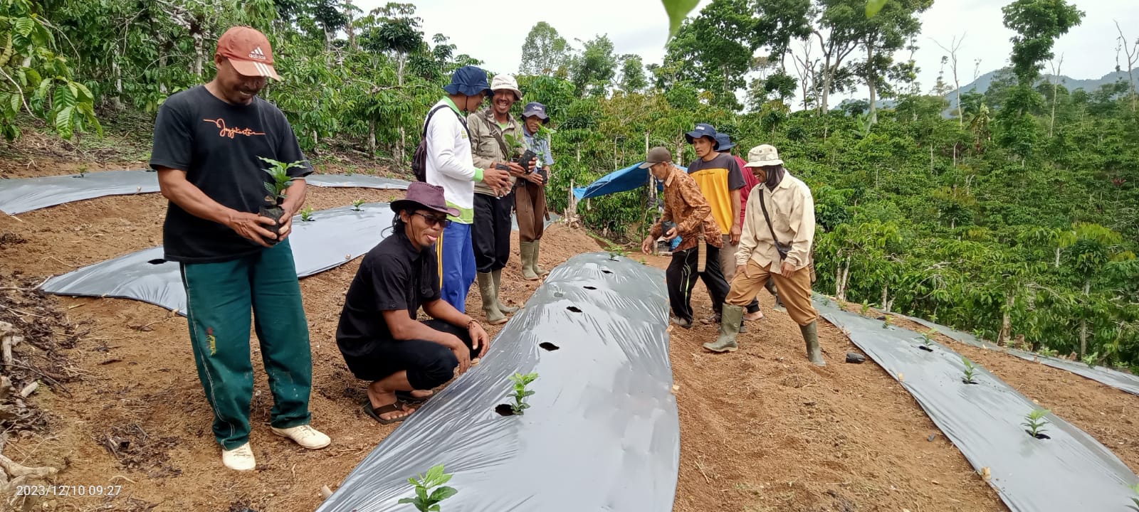 Komunitas Kopista Tribudi Makmur Lakukan Terobosan Kembangkan Kopi Arabika Tanam Pagar  