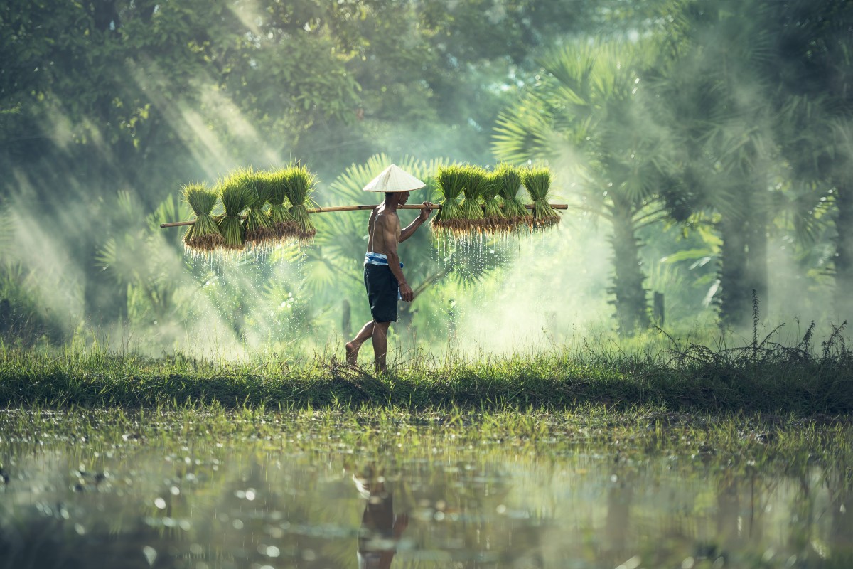 Petani Padi: Pilar Penting Ketahanan Pangan di Indonesia