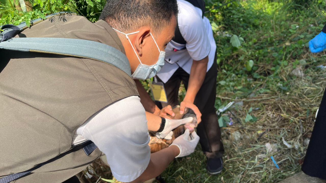 Menjelang Idul Adha 2025, Penjualan Hewan Kurban di Lampung Utara Turun