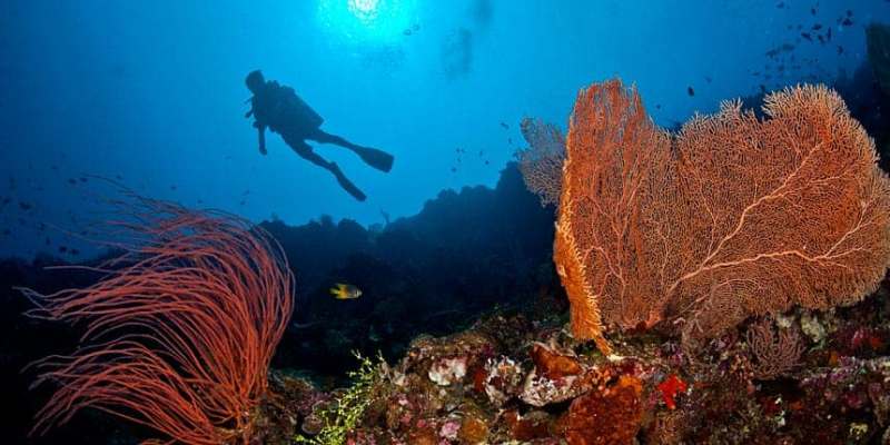 Diving Spot di Wakatobi: Surga Tersembunyi Bagi Para Pecinta Wisata dan Petualangan