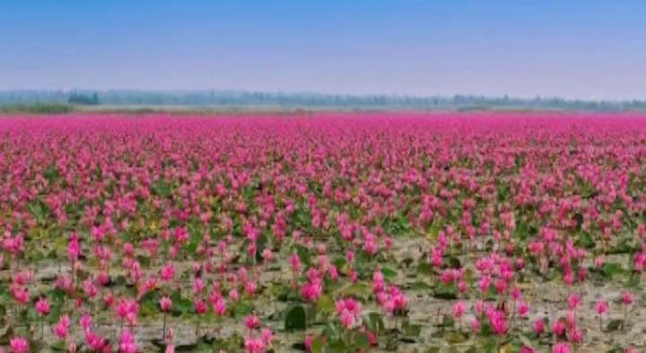 Rana Tonjong, Surga Teratai Raksasa di Timur Nusantara