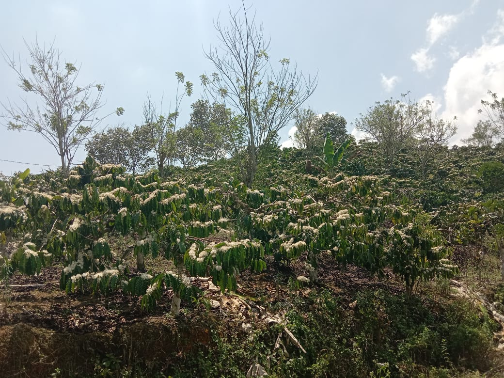 Semerbak Bunga Kopi Munculkan Harapan Petani Musim Panen Mendatang Lebih Baik 