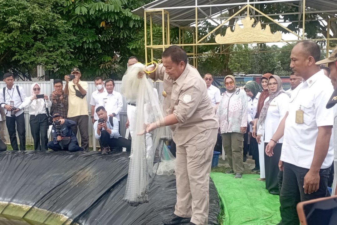 Perdana di Indonesia! Lampung Budidaya Udang Vaname Air Tawar 