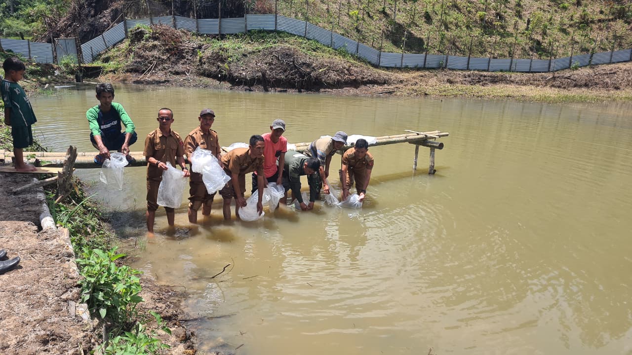 Program Ketahanan Pangan Dimulai, Pekon Turgak Tebar 30.000 Bibit Ikan Nila 