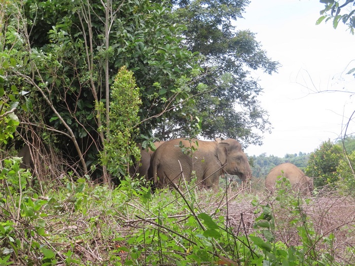 Dekati Pemukiman, Belasan Gajah Liar Kembali Digiring Petugas Gabungan