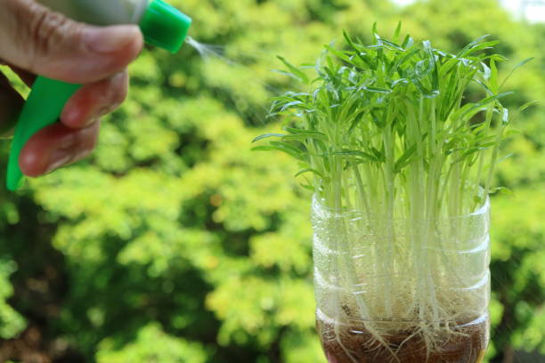 5 Langkah Menanam Kangkung Cabut di Polybag agar Panen Subur dan Berlimpah