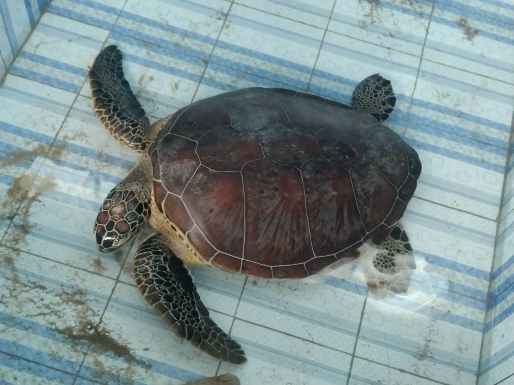 Ditemukan di Pinggir Pantai Muara Way Tenumbang, Penyu Lekang Ukuran Besar Masih di Observasi