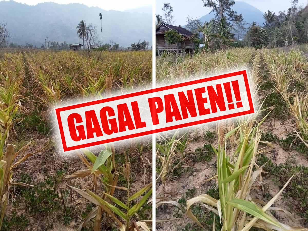 10 Hektare Tanaman Jagung di Lumbok Seminung Gagal Panen, DTPH Segera Carikan Solusi