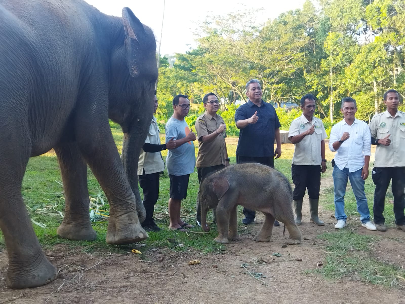 Kabar Gembira! Bayi Gajah Jantan Lahir di Lembah Hijau