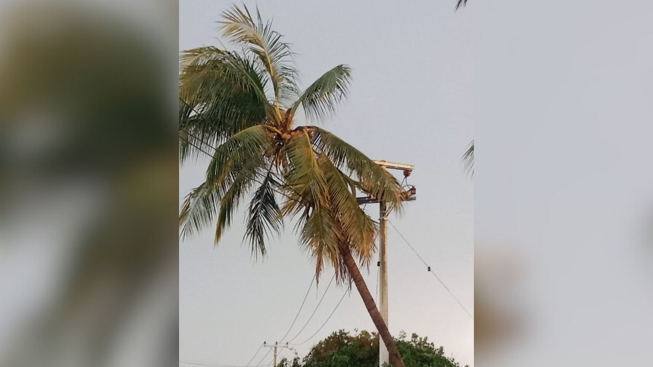 Pohon Kelapa Tumbang Timpa Tiang Listrik, Warga Rejo Sari Alami Pemadaman