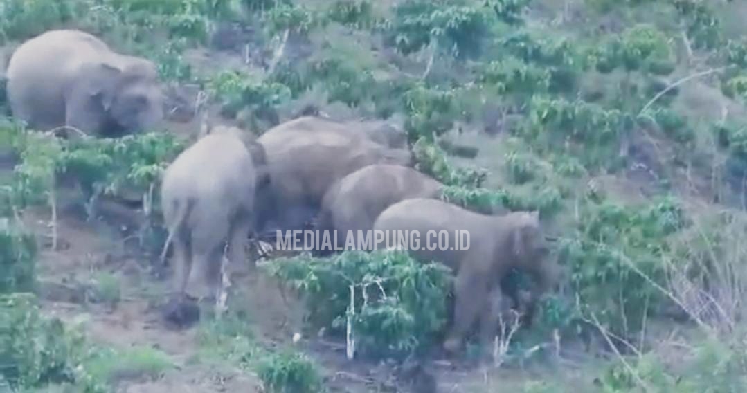 Tim Gabungan akan Kembali Pasang GPS pada Kawanan Gajah di Suoh Lampung Barat