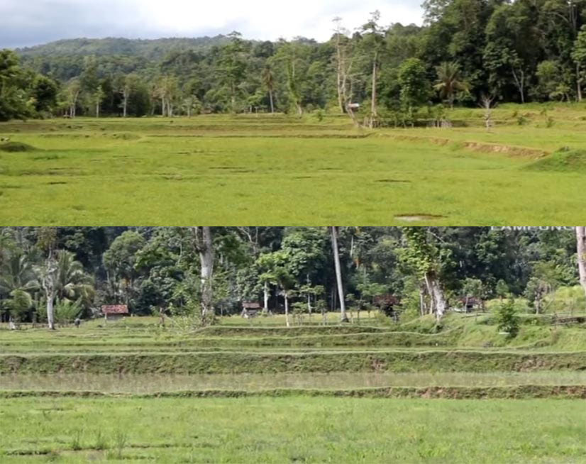 90 Hektar Sawah di Way Batang Terdampak Kemarau
