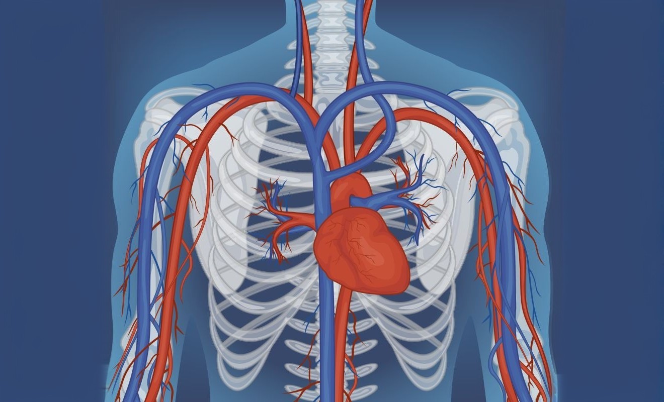Mengenal Sistem Peredaran Darah Kecil dan Fungsinya untuk Kesehatan