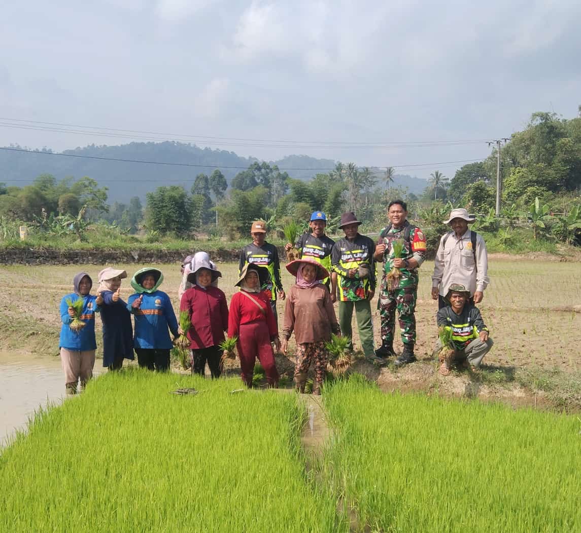 Dukung Produksi Padi, Babinsa Koramil Sumber Jaya Sapa Petani di Puramekar