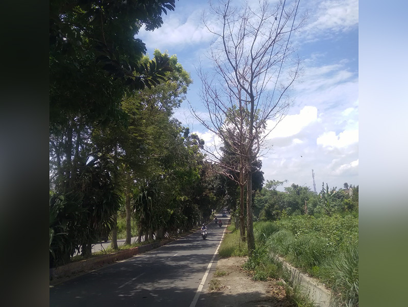 Pohon Mati di Jalan Cik Ditiro Bahayakan Pengguna Jalan