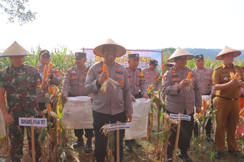 Dukung Ketahanan Pangan Nasional, Polresta Bandar Lampung Panen Jagung