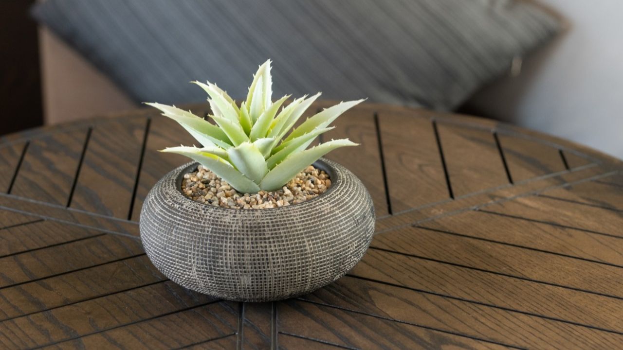 Cara Merawat Tanaman Hias Mini Dekorasi Meja agar Tetap Cantik dan Sehat