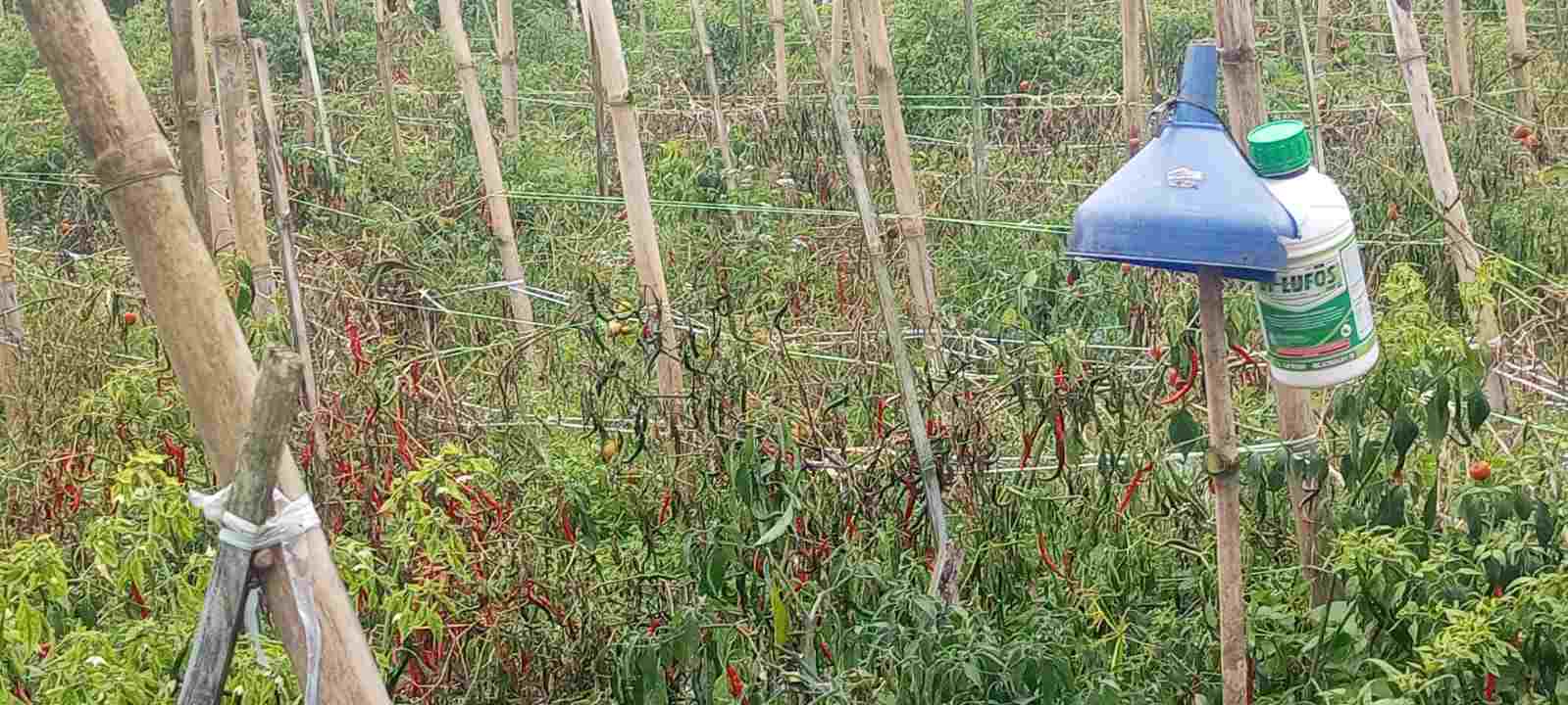 Harga Cabai dan Tomat Anjlok, Petani Giham Sukamaju Terancam Rugi Besar