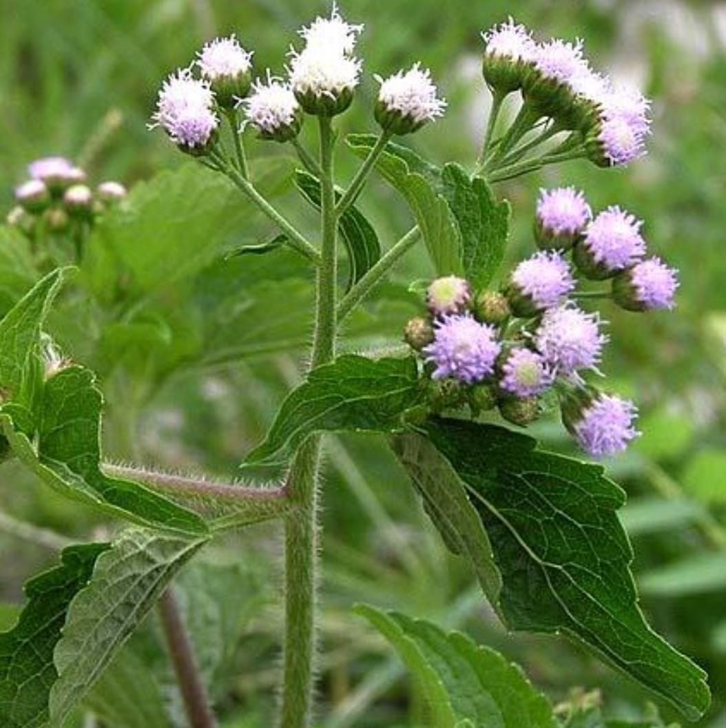 Daun Bandotan: Nutrisi, Khasiat Herbal, dan Cara Aman Menggunakannya