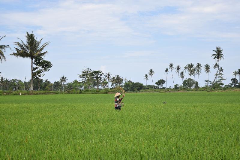 Sawah di Karyapenggawa Tak Terdampak Musim Kemarau