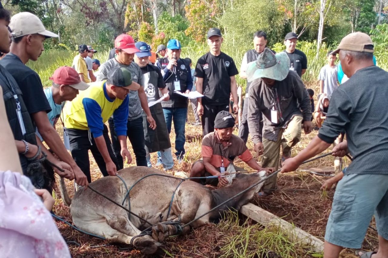Semangat Gotong Royong, Warga Sukajadi 1 dan 2 Laksanakan Kurban Kolektif di Masjid Nurhidayah
