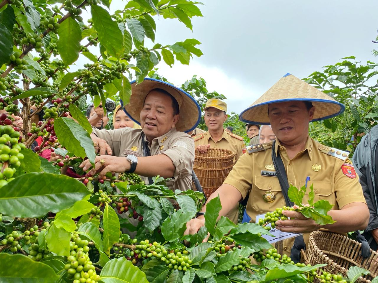 Gubernur Arinal Dijadwalkan Panen Kopi di Lampung Barat 