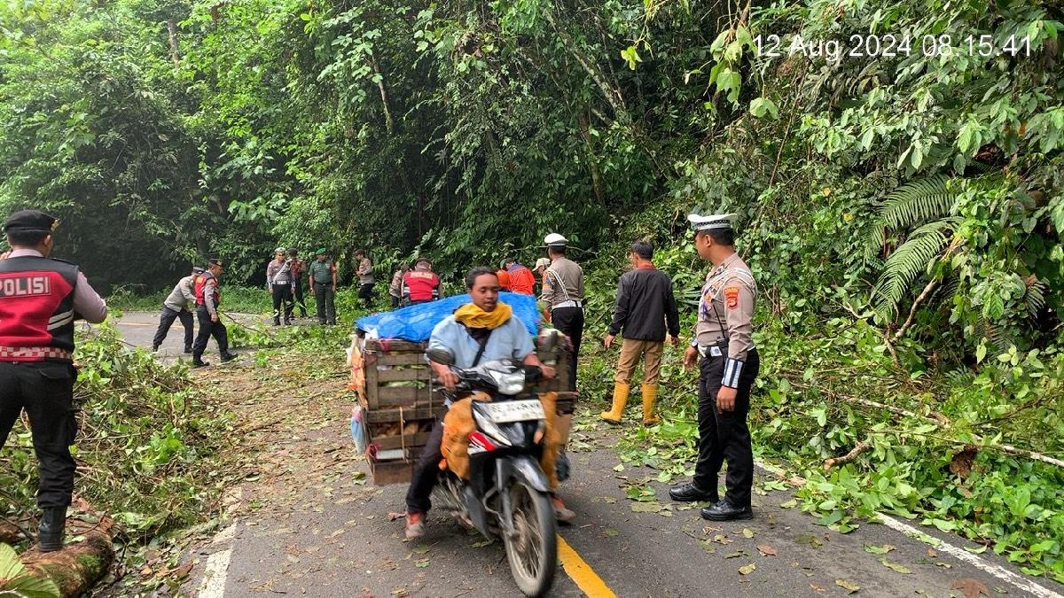 Satu Pohon Tumbang, Lalulintas di Jalur Liwa-Krui Sempat Macet