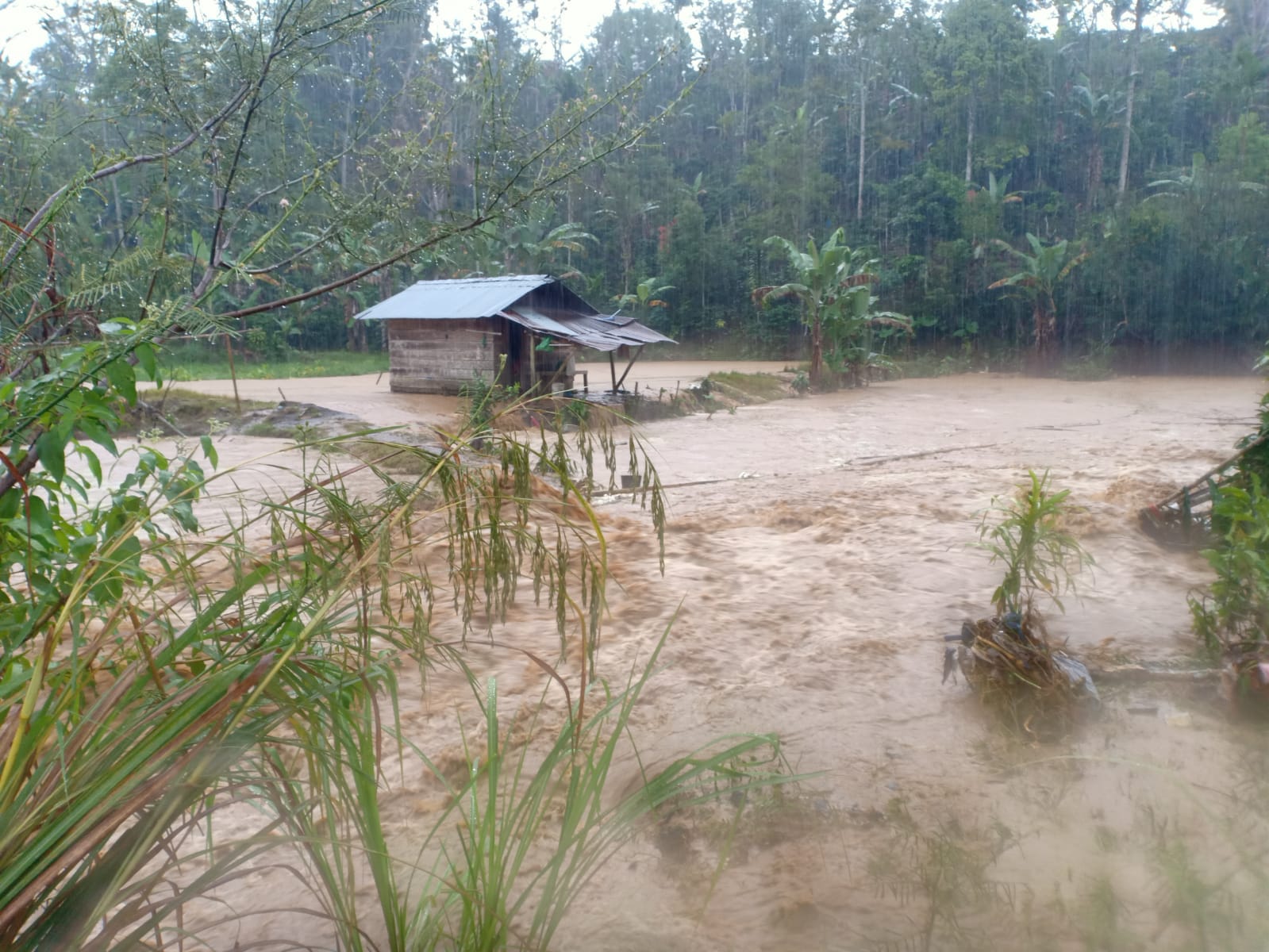Sungai Campang Lima Meluap Puluhan Hektar Sawah Dan Kolam Ikan Tenggelam 