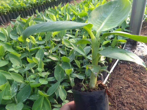 Bantuan Bibit Pisang, Tahun Ini Lambar Kebagian 5.000 Batang