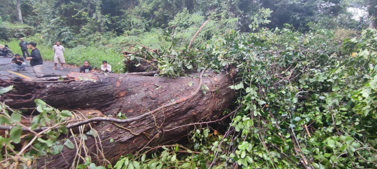 Pohon Tumbang Lumpuhkan Akses Lampung-Bengkulu