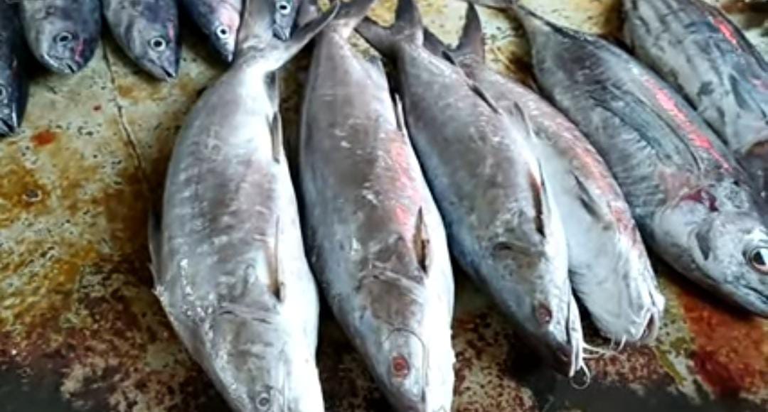 Selain Lezat, Ikan Manyung Juga Menjaga Kesehatan Jantung 