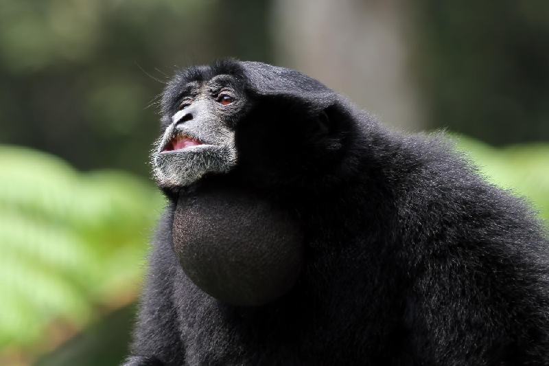 Siamang Serang Anak-anak, TNBBS Resort Suoh Segera Lapor BKSDA