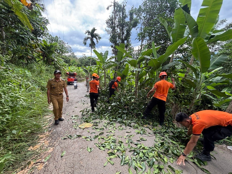 Pohon Tumbang Akibat Angin Kencang Halangi Jalan di Teluk Betung Barat