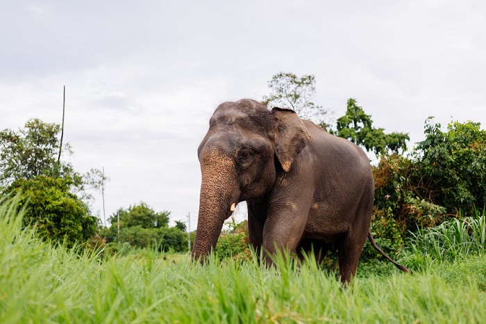 Sempat Dekati Pemukiman, Belasan Ekor Gajah Berhasil di Blokade