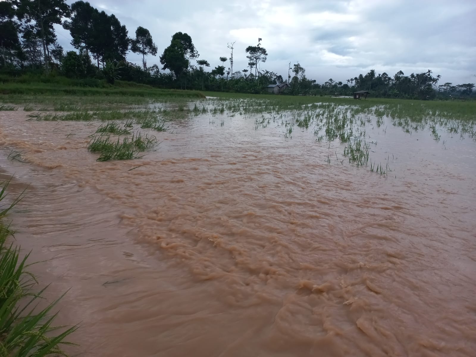 Puluhan Hektar Sawah di Kebun Tebu Terdampak Banjir Way Besai  