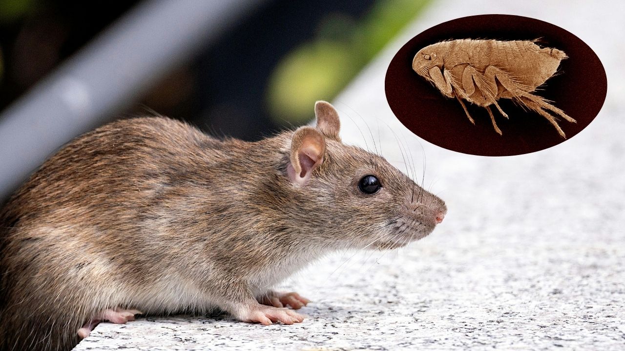 Yersinia Pestis; Bakteri Mematikan Penyebab Penyakit Pes