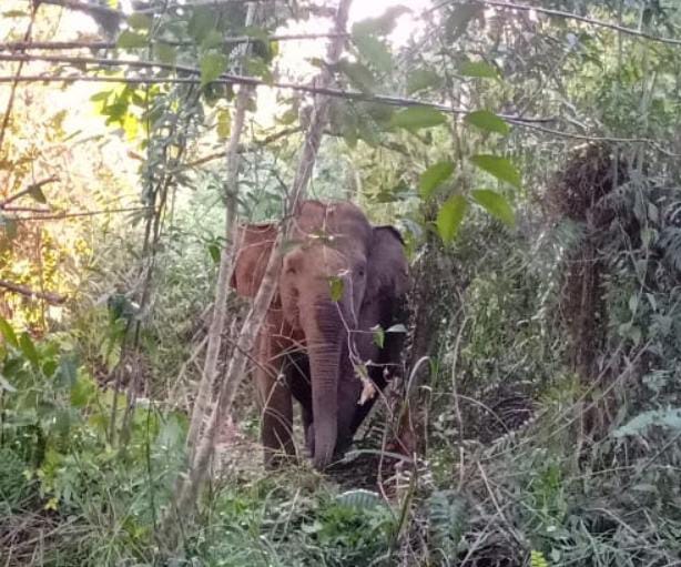 ‘Gajah Datang, Satgas Senang’ Picu Aksi Ogah Halau Kawanan Gajah di Suoh Lampung Barat