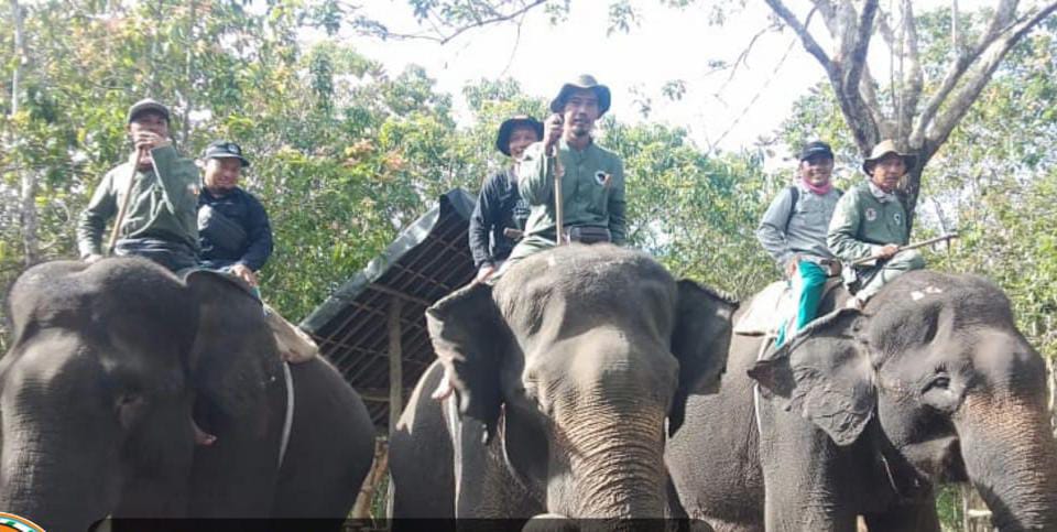 Tiga Mahout dari Resort Pemerihan Didatangkan ke Suoh dan BNS Lampung Barat untuk Menghalau Gajah