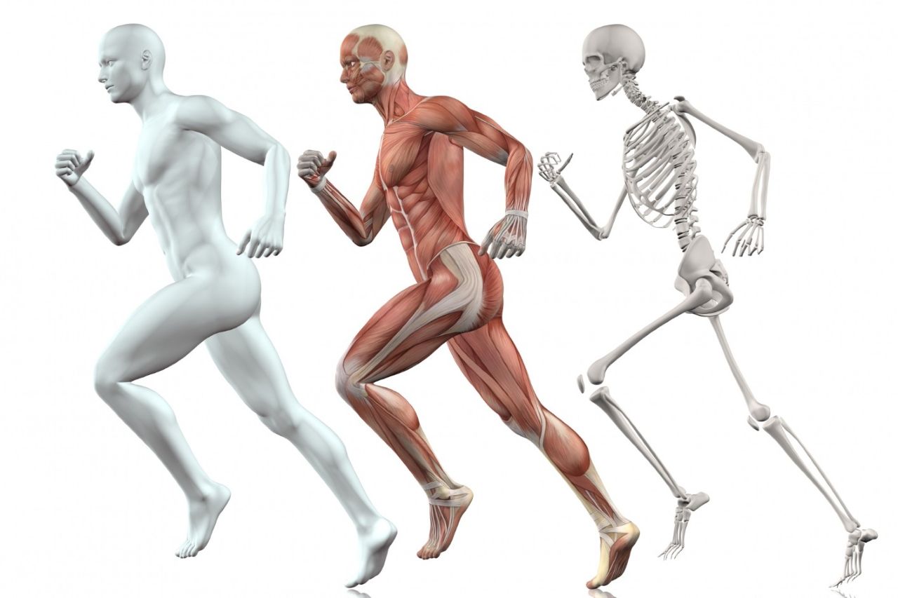 Sistem Gerak Manusia: Mengenal Komponen Utama dan Cara Kerjanya Secara Lengkap