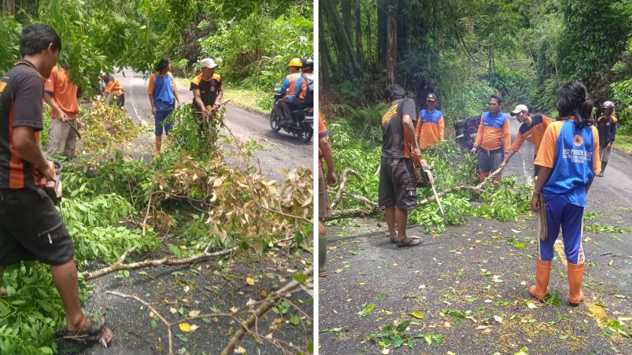 Pohon Tumbang Tutup Dua Ruas Jalinbar, Arus Lalu Lintas Sempat Terganggu
