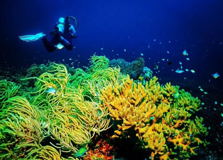 Sauwandarek Raja Ampat: Surga Bawah Laut yang Mendunia dan Wajib Dikunjungi