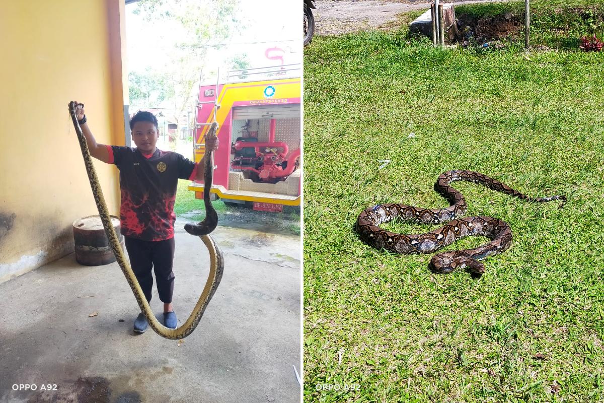 Petugas Damkar Tangkap Seekor Ular Sanca di Komplek Koramil Balik Bukit