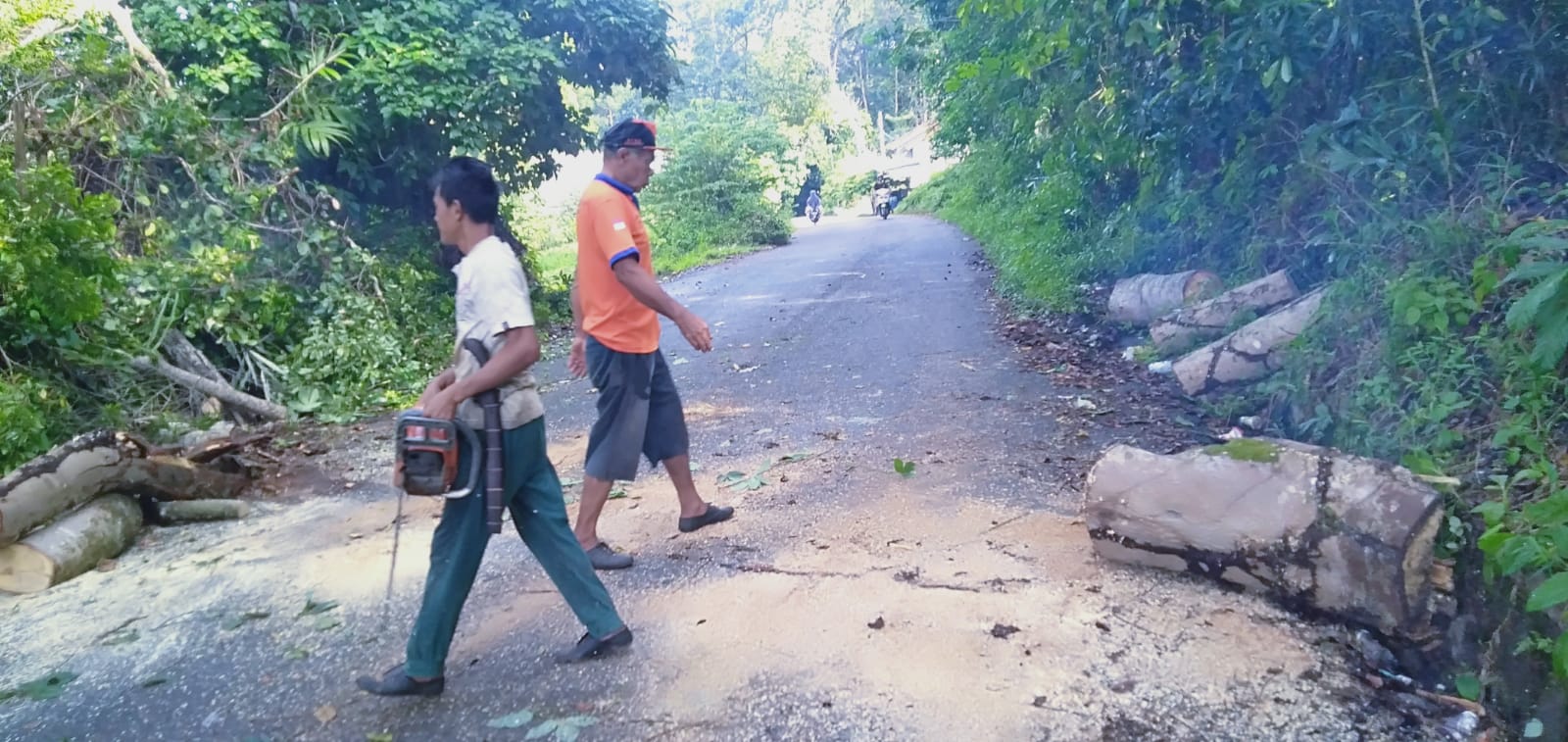 Sigap, Petugas BPBD Bersihkan Pohon Tumbang di Pekon Rawas